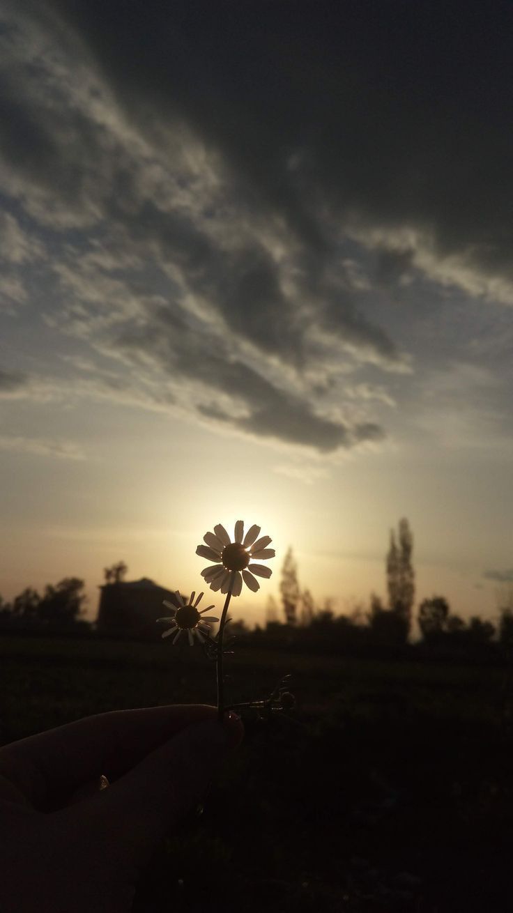 a person holding a flower in their hand with the sun setting behind them on a cloudy day