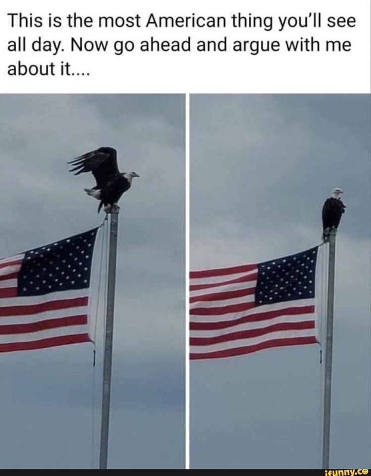 two american flags with an eagle sitting on one and another flag flying in the air