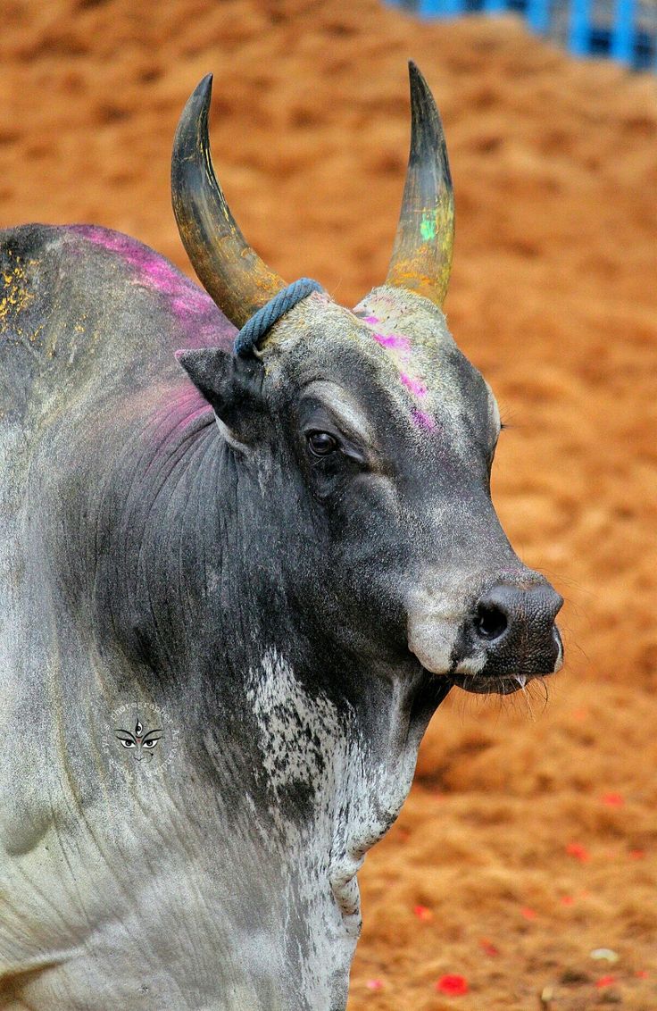 an animal with horns standing in the dirt