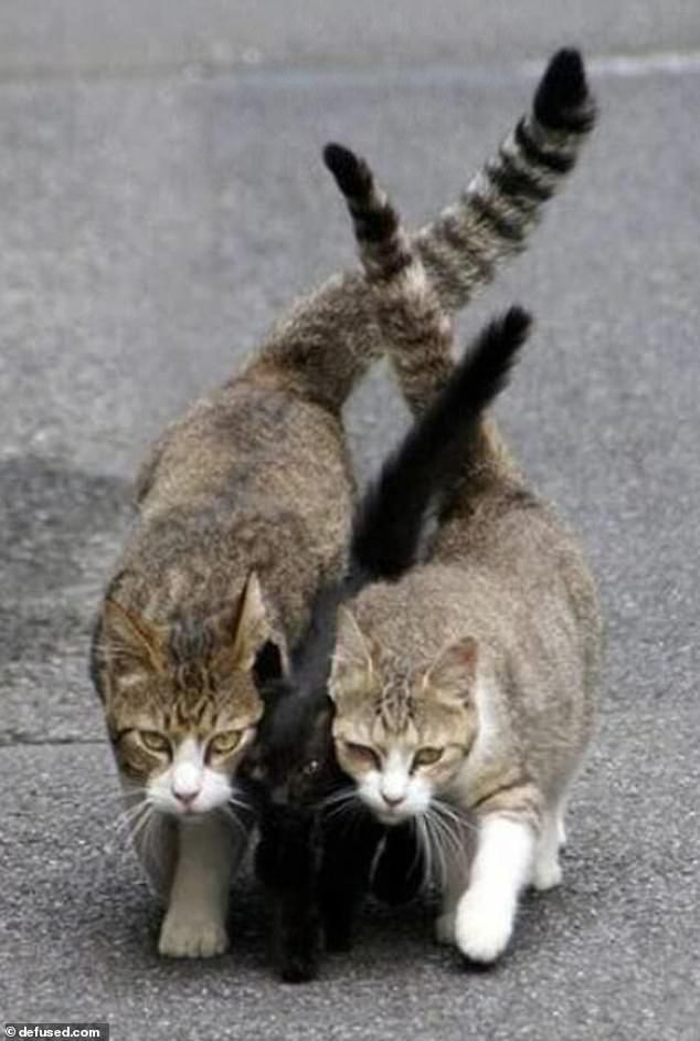 two cats are playing with each other on the street, one has its paws in the air