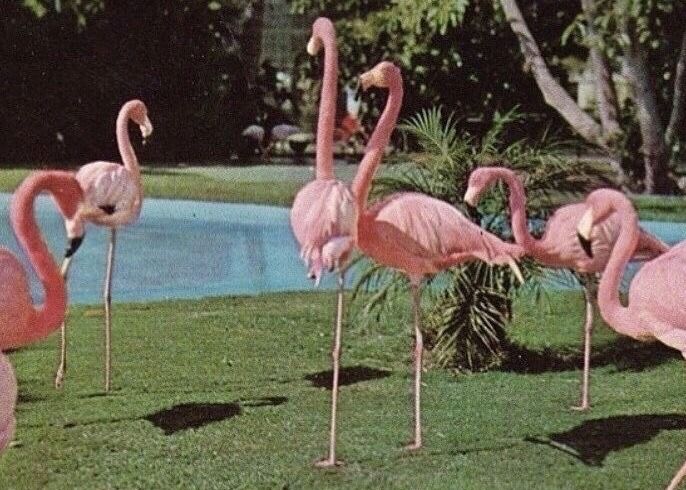 several pink flamingos are standing in the grass near a pool and palm trees,