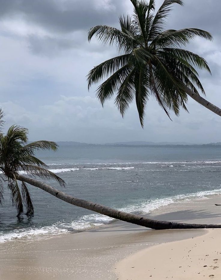 two palm trees leaning over the beach on a cloudy day with blue water in the background