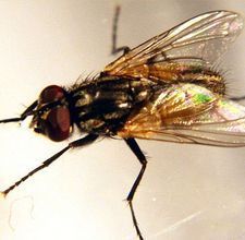 a close up of a fly on a white surface with water droplets around it's wings