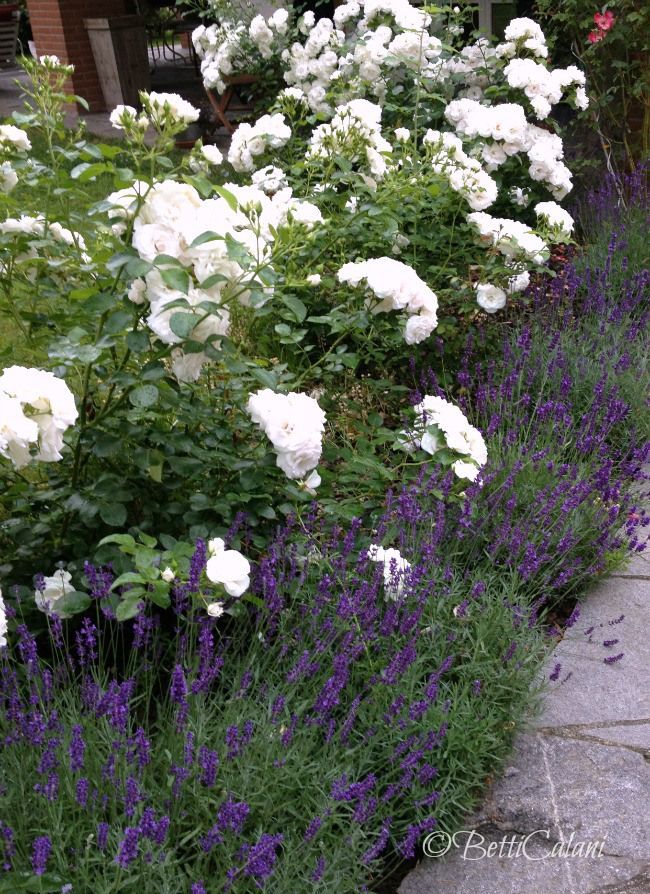 white and purple flowers line the side of a garden