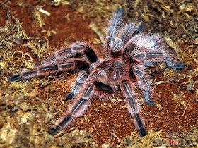 a close up of a spider on the ground