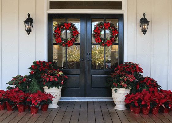 two large planters filled with poinsettias sit in front of a door