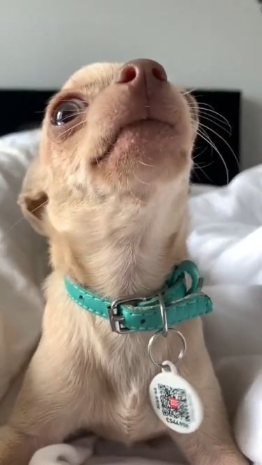 a small dog laying on top of a bed with its head up and looking up