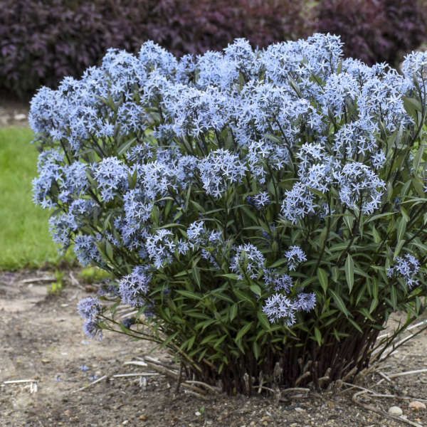 some blue flowers are growing in the dirt