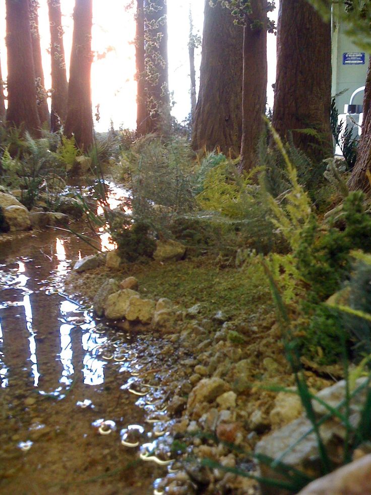 a stream running through a forest filled with lots of trees and rocks on the ground