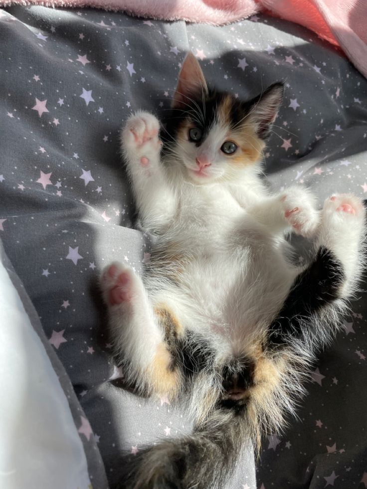 a small kitten is laying on its back with paws in the air and it's paw up