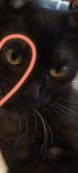 a close up of a cat's face with a heart drawn on the screen