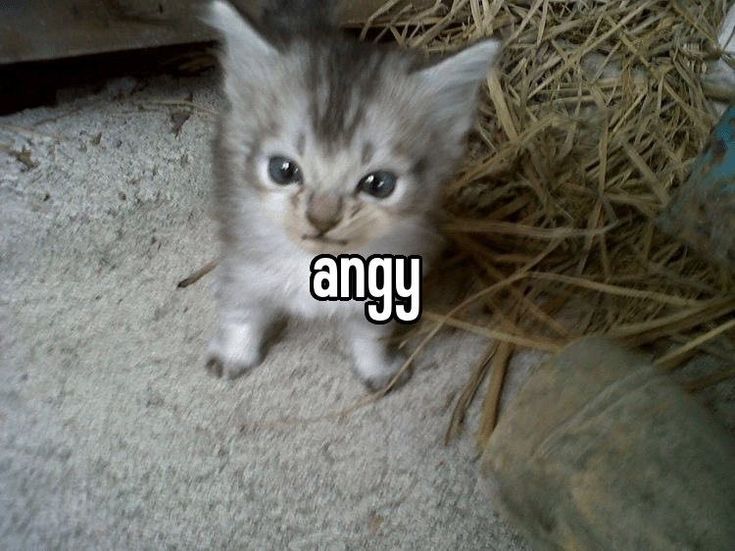 a small kitten standing on top of hay next to a pile of dry grass with the words angry in front of it