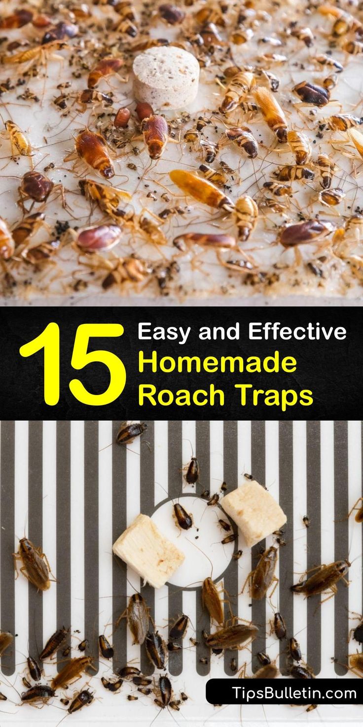 an image of some bugs on the ground with text overlay that reads 15 easy and effective homemade roach traps