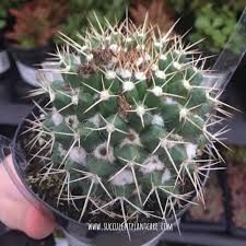 a person holding a small cactus in their hand