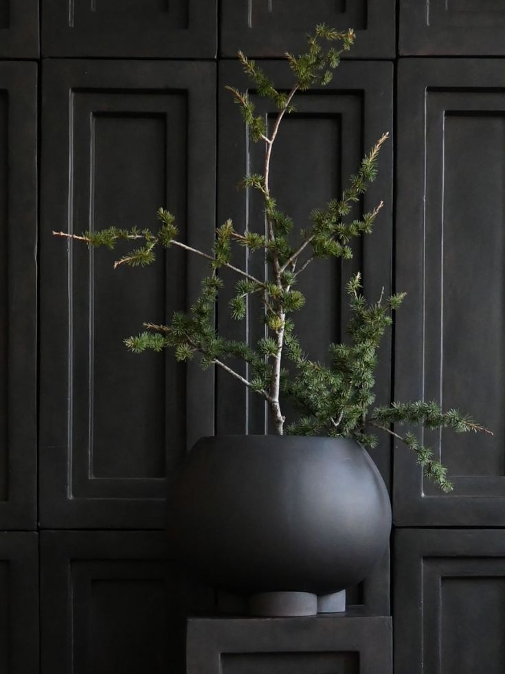 a plant in a black vase on a table