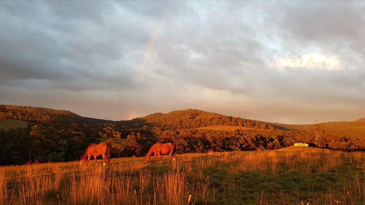 Natural Horse World