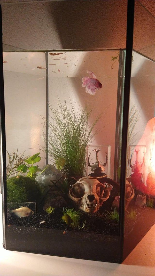 an aquarium filled with plants and rocks on top of a table next to a lamp