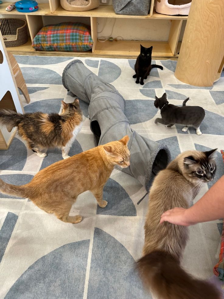 there are many cats that are standing on the floor