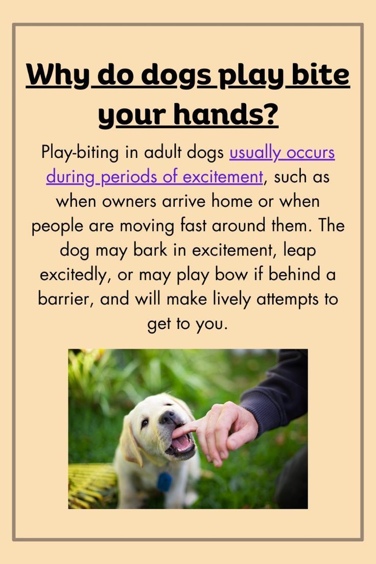 a dog is being petted by someone's hand with the caption why do dogs play bite your hands?