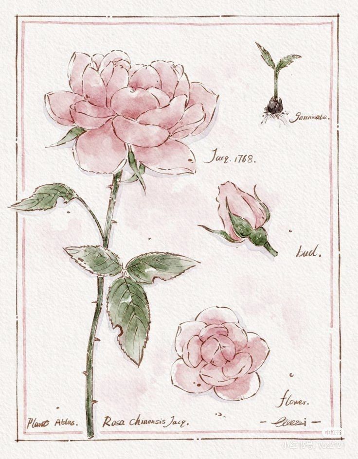 two pink roses with green leaves are shown in this watercolor painting by artist susan williams