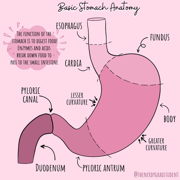 the anatomy of an organ labeled in pink