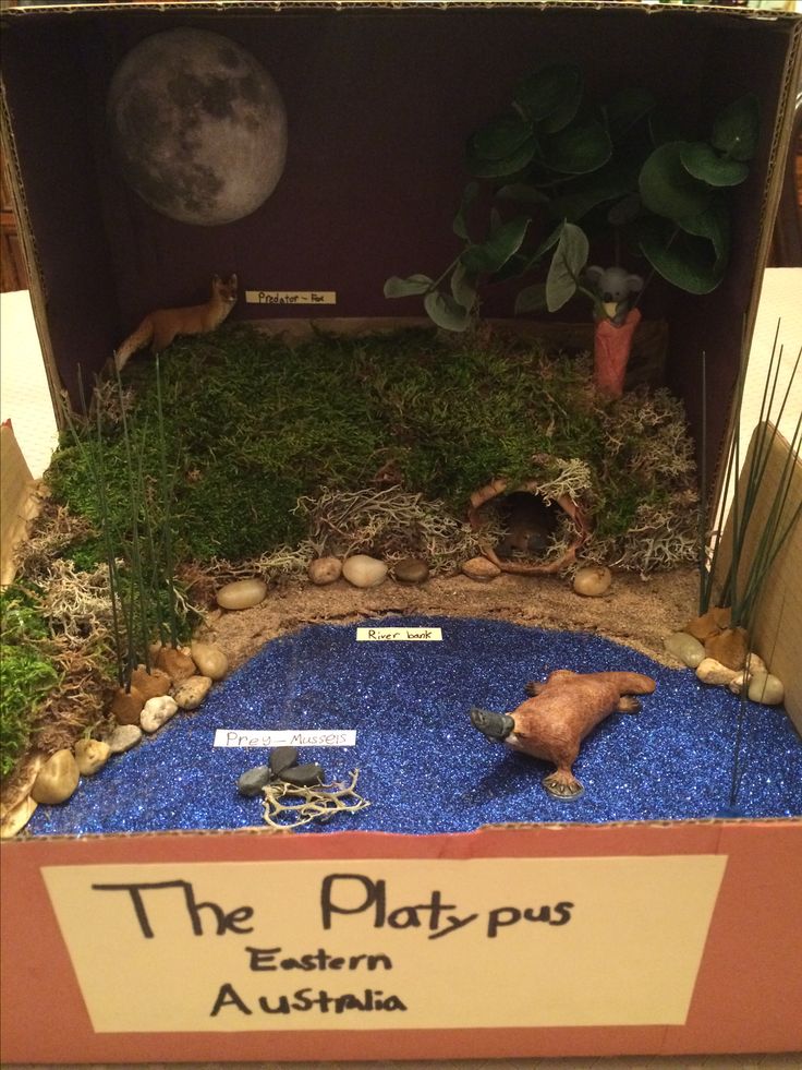 a display case filled with fake animals and plants in the shape of a box that says the platy - pus eastern australia