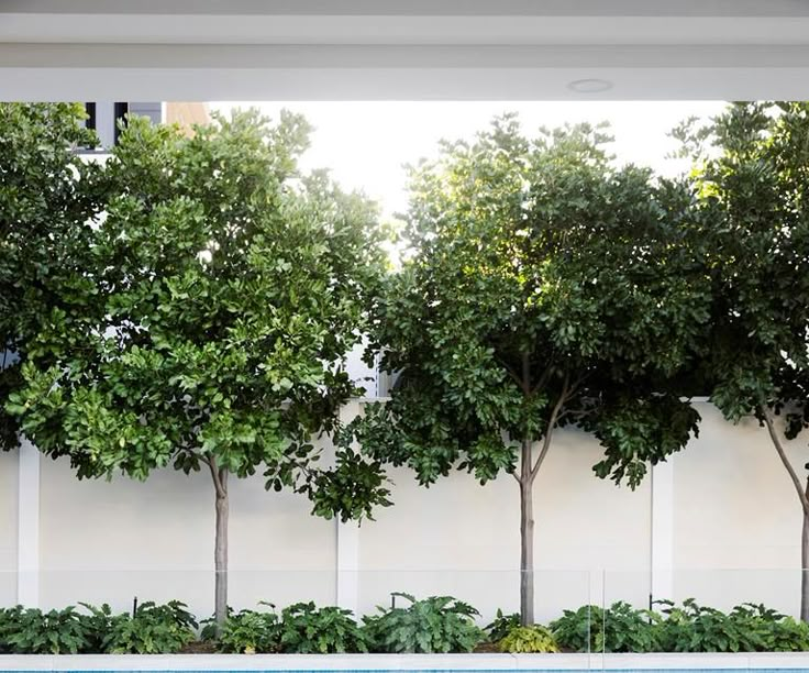 an empty swimming pool surrounded by trees and shrubs in front of a white fenced wall