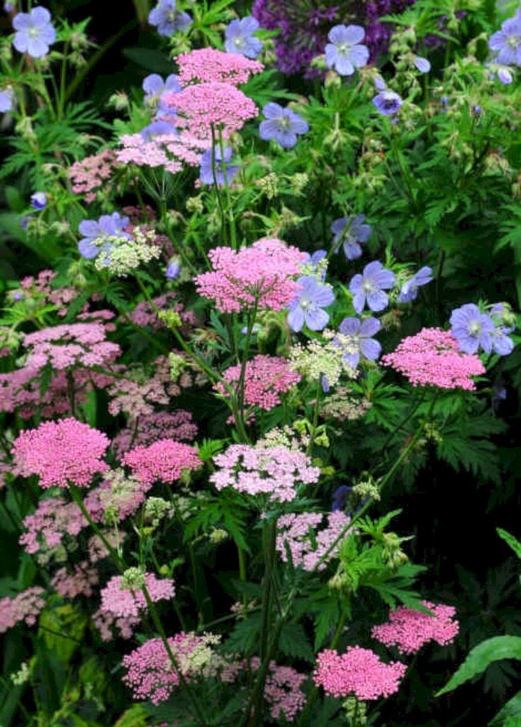 pink and blue flowers are in the middle of green plants with purple blooms on them