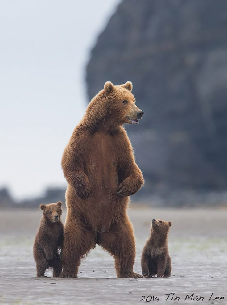 two brown bears standing next to each other on top of a sandy beach with mountains in the background