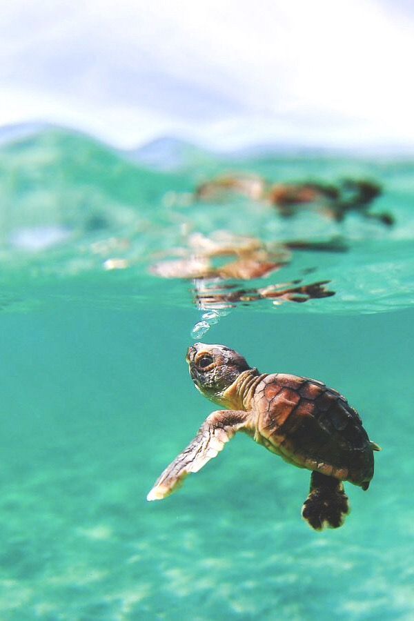 a turtle swimming in the ocean with its head above water