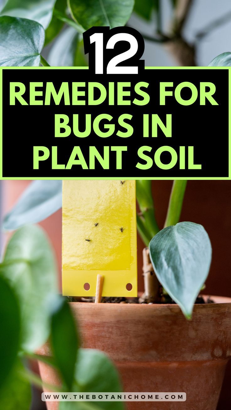 Tips on how to get rid of black bugs on plants, including solutions to kill gnats in house and get rid of gnats. Features advice on managing plant bugs, plant pests, and gnats in house plants. Kill Gnats In House, Gnats In House, Gnats In House Plants, How To Get Rid Of Gnats, Common House Plants, Plant Bugs, Organic Gardening Pest Control, Natural Insecticide, Easy House Plants