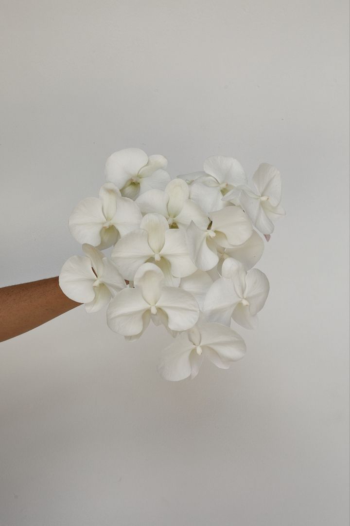 a hand holding a bunch of white flowers