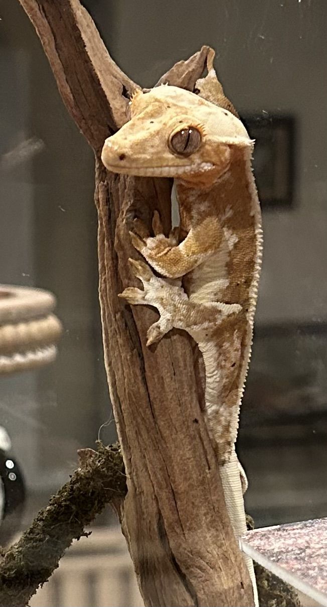 a gecko that is sitting on a branch with its mouth open and it's tongue out