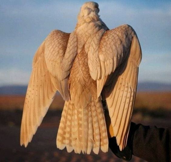 a person holding a large bird in their hand