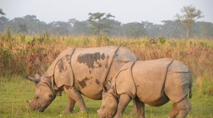 two rhinos are grazing in the grass