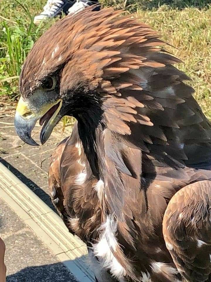 a large brown bird with white and black feathers on it's back legs sitting on a persons hand