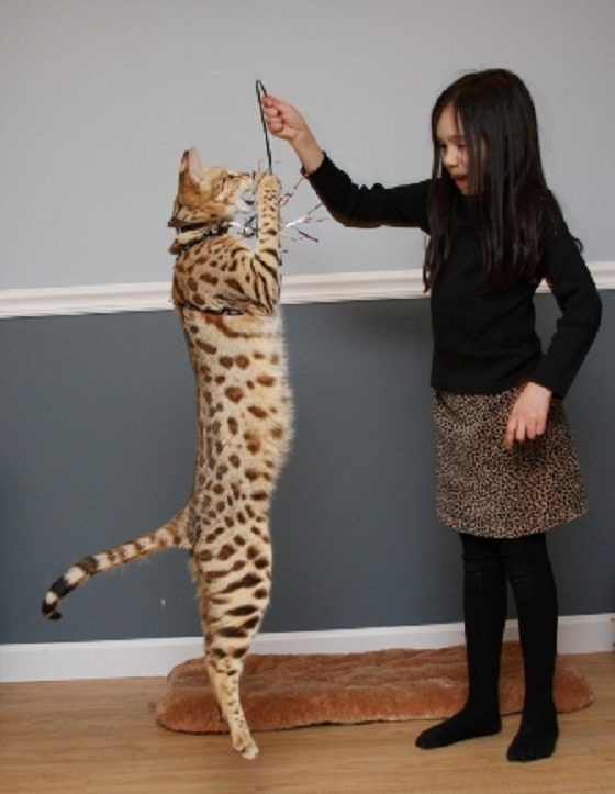 a woman standing next to a cat on top of a hard wood floor in front of a gray wall