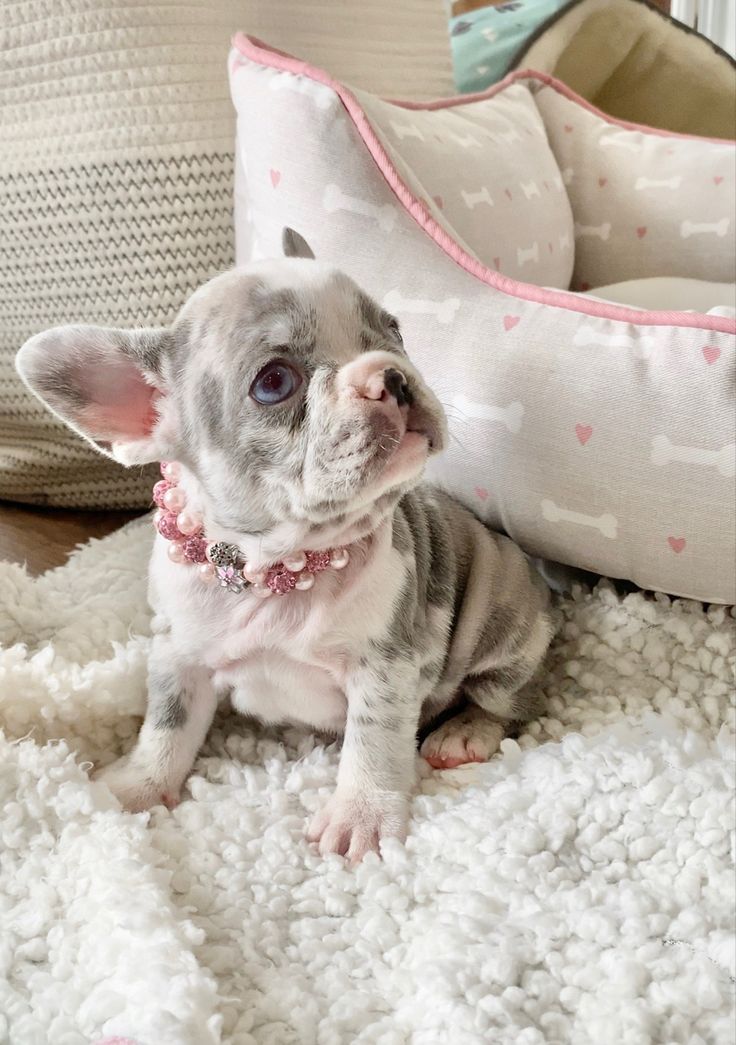 a small gray and white dog sitting on top of a rug next to two pillows