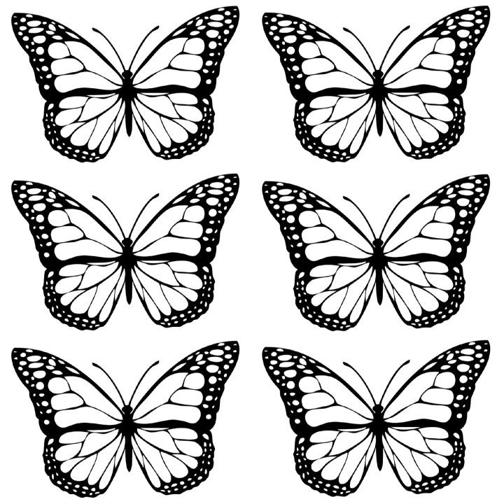 four different butterflies with black and white markings on the wings, all facing in different directions