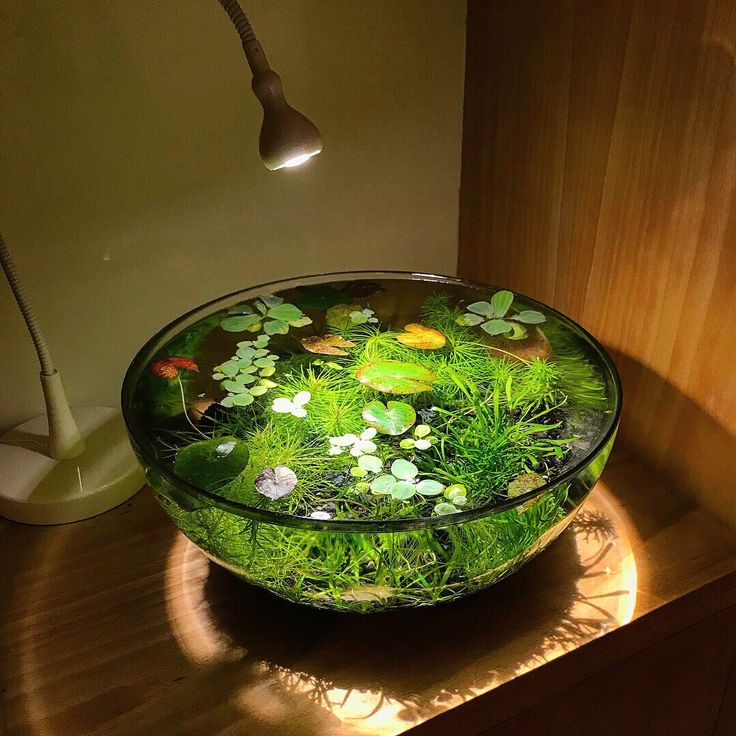 a glass bowl filled with water and plants on top of a wooden table next to a lamp