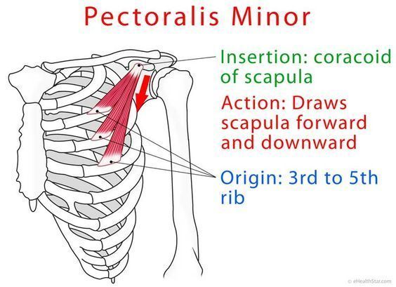 Muscular System Anatomy, Anatomy Muscles, Muscles Anatomy, Gross Anatomy, Basic Anatomy And Physiology, Yoga Anatomy, Musculoskeletal System, Muscular System, Medical School Studying