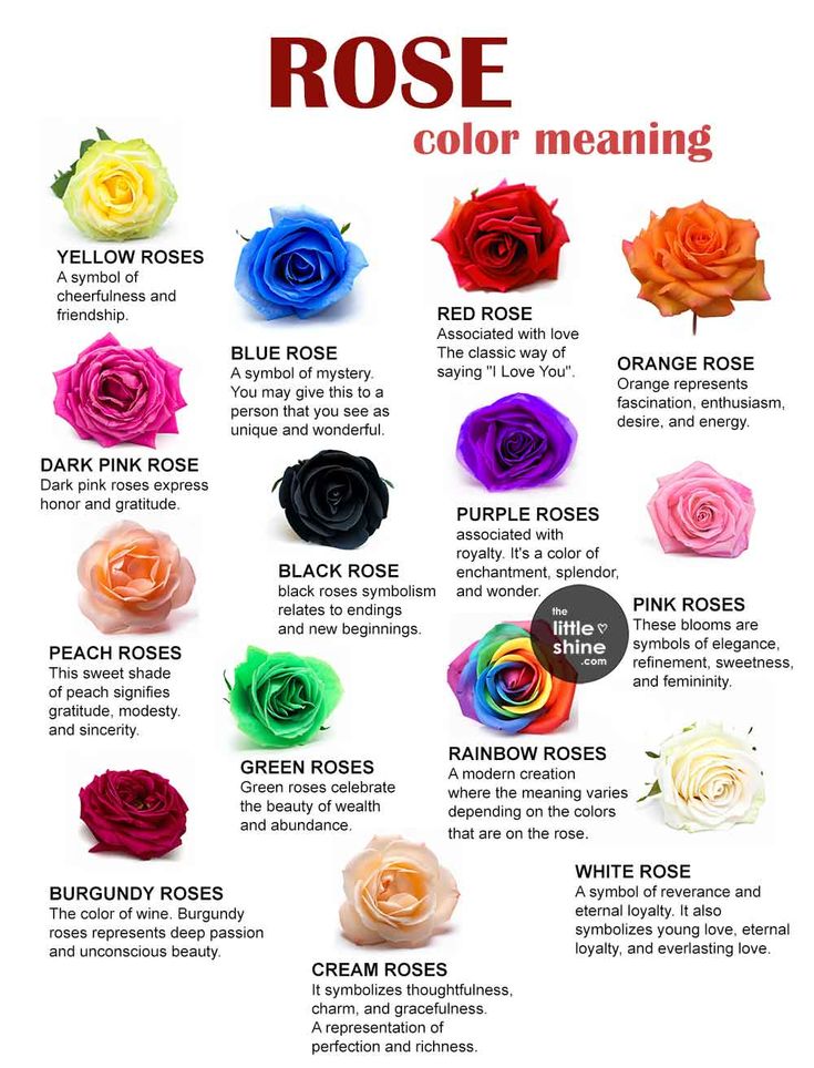 an image of roses that are color meanings in different colors and sizes, with the words rose on it