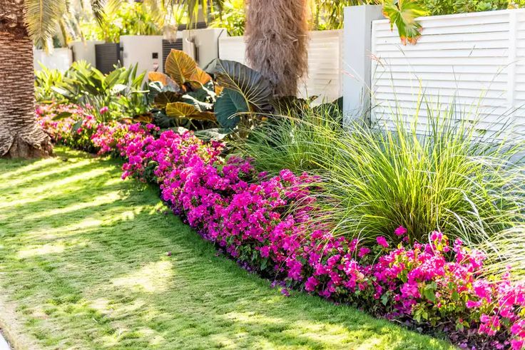 colorful flower garden in front of a white fence with palm trees and purple flowers on the grass