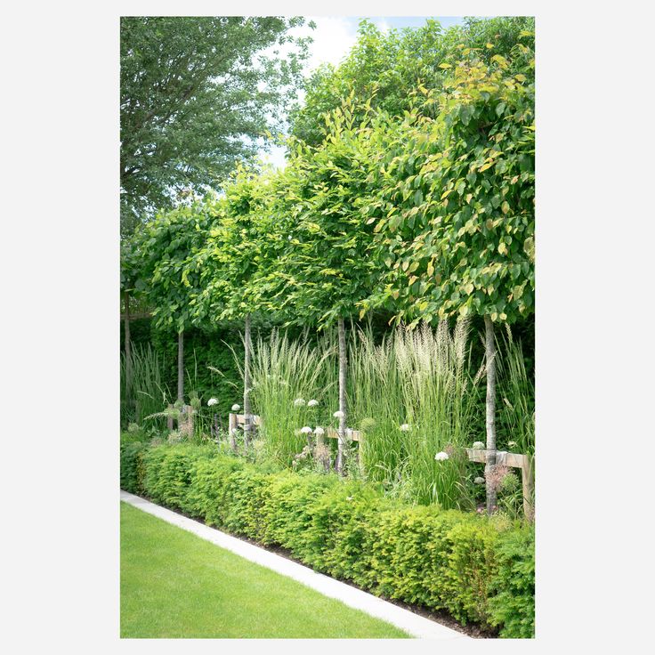 a garden with lots of green plants and trees in the back ground, surrounded by tall grass