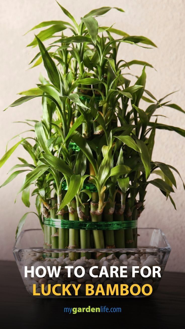 a glass bowl filled with lots of green bamboo plants on top of a wooden table