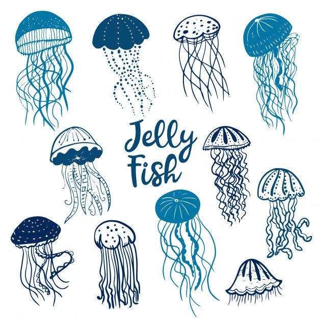 jelly fish in different colors and sizes on a white background with the words jelly fish