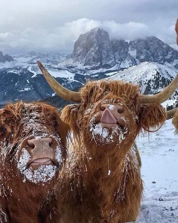 two yaks standing in the snow with mountains in the background