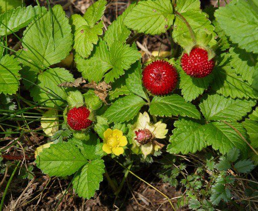 raspberries growing on the side of a bush with green leaves and yellow flowers