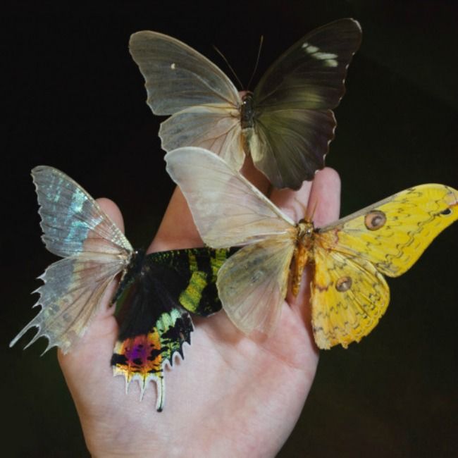 three butterflies sitting on top of each other in someone's hand with their wings spread wide open