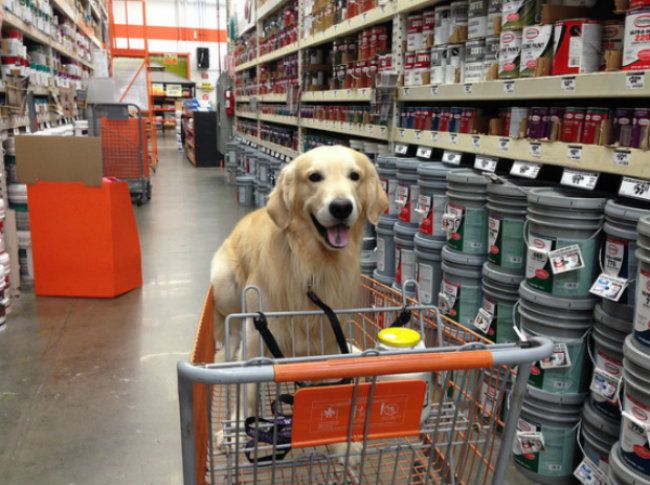 a dog is sitting in a shopping cart at the grocery store and it looks like he's ready to go